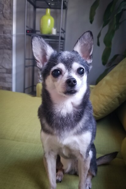 Pets 2020