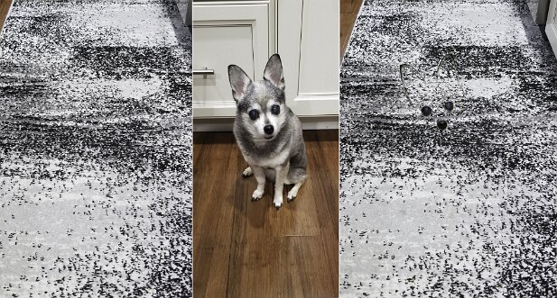 Pets 2021 1. our kitchen rug. 2. truffles. 3. truffles on our kitchen rug.