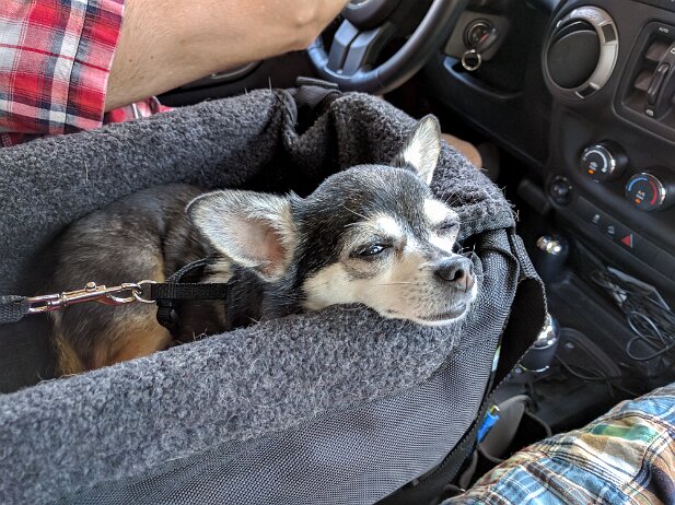 Cruise Elation 2016-05 Truffles doesn't care much for her car seat