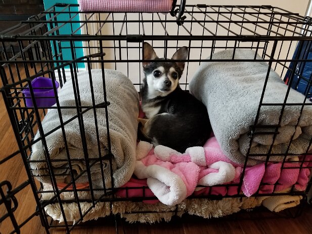 Cruise Paradise 2018-04 Truffles is packed and ready to go!