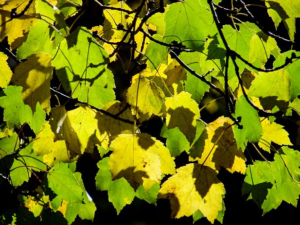 Georgia Mountains Road Trip