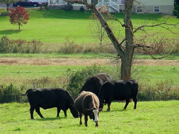 Georgia Mountains Road Trip