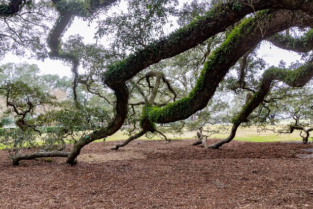 New Orleans 2019-01 Oak Alley Plantation