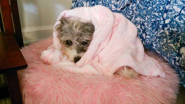 Pensacola 2014-06 Meatball liking the pink