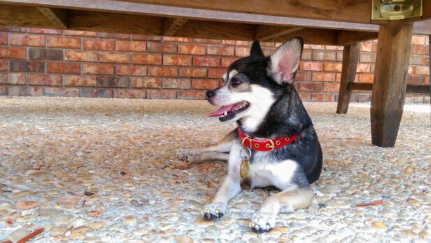 Pensacola 2014-06 Cooling off under the table