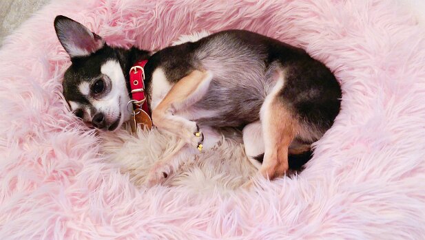 Pensacola 2014-06 Snuggles...