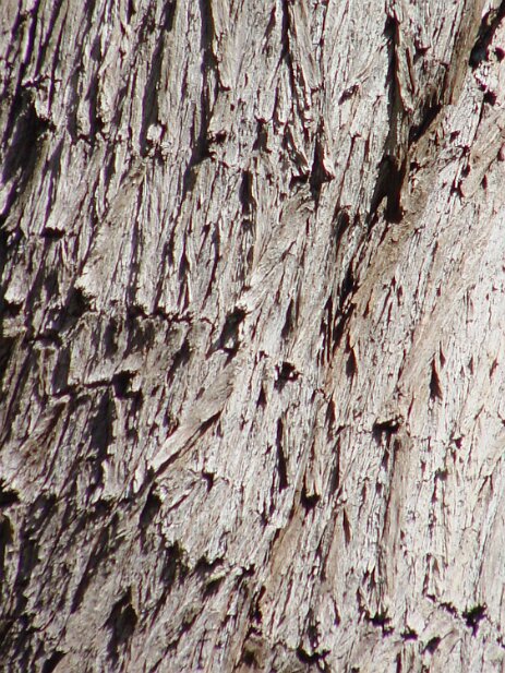 San Francisco, 2002 San Francisco Botanical Garden