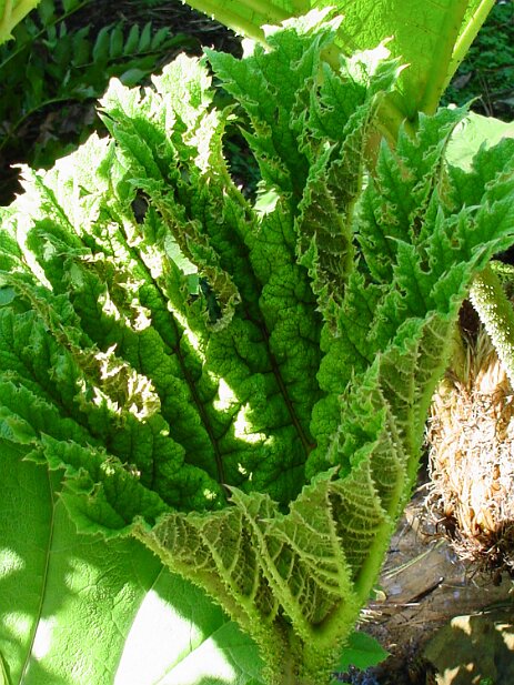 San Francisco, 2002 San Francisco Botanical Garden