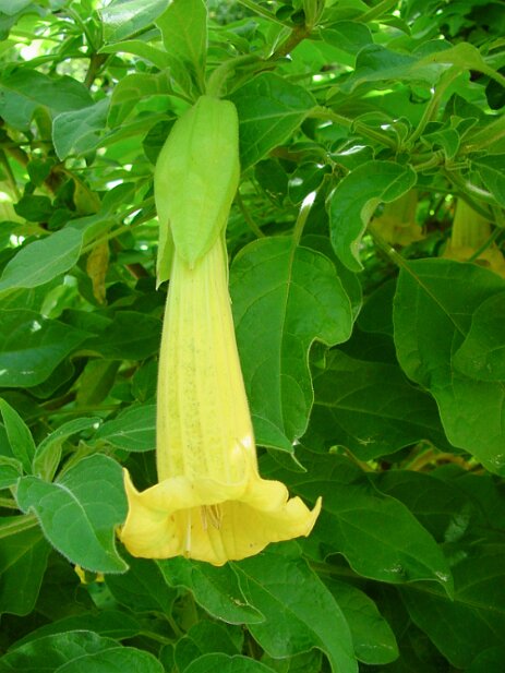 San Francisco, 2002 San Francisco Botanical Garden