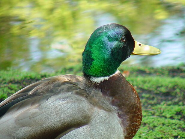 San Francisco, 2002 San Francisco Botanical Garden