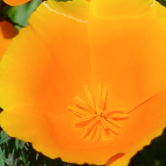 San Francisco, 2002 San Francisco Botanical Garden