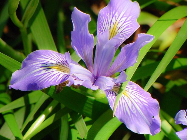 San Francisco, 2002 San Francisco Botanical Garden