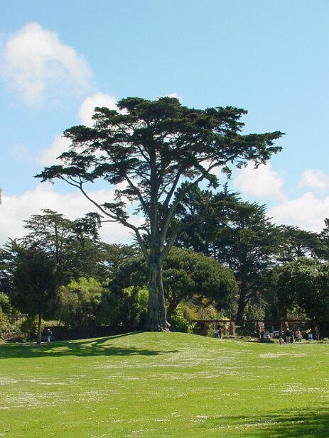 San Francisco, 2002 San Francisco Botanical Garden
