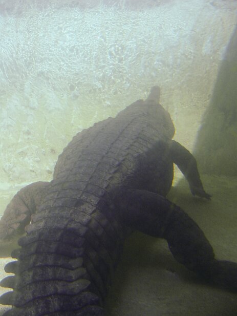 St. Augustine 2003-05 Alligator Farm