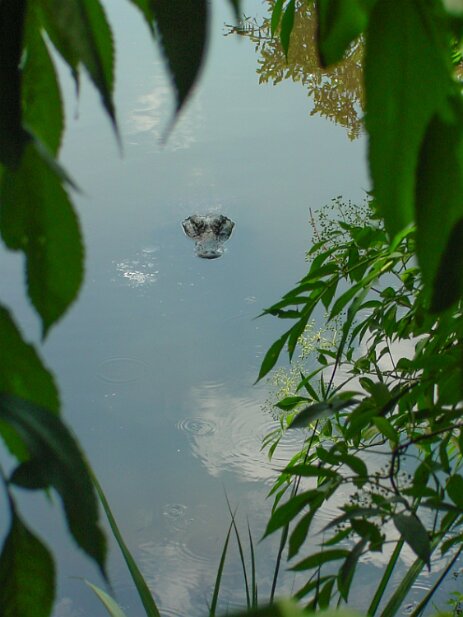 St. Augustine 2003-05 Alligator Farm