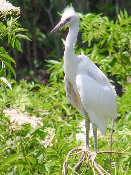 St. Augustine 2003-05 Alligator Farm