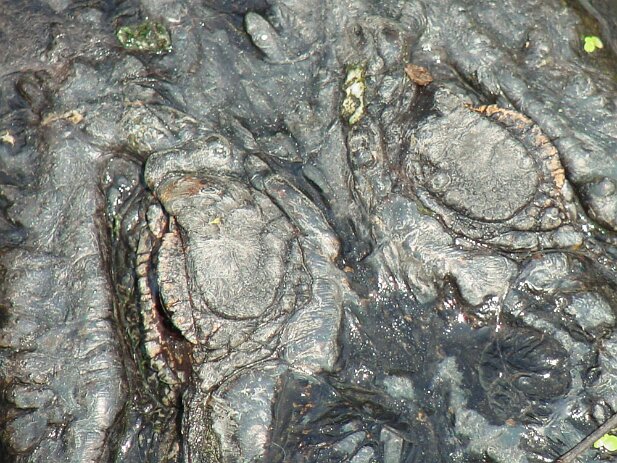 St. Augustine 2003-05 Alligator Farm