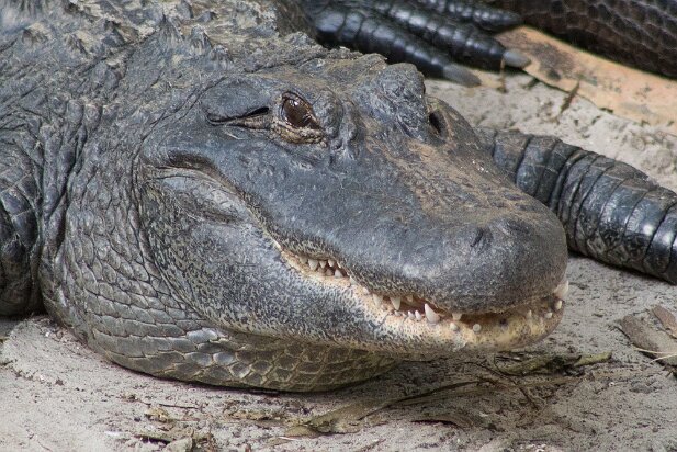 St Augustine, 2013 Alligator farm
