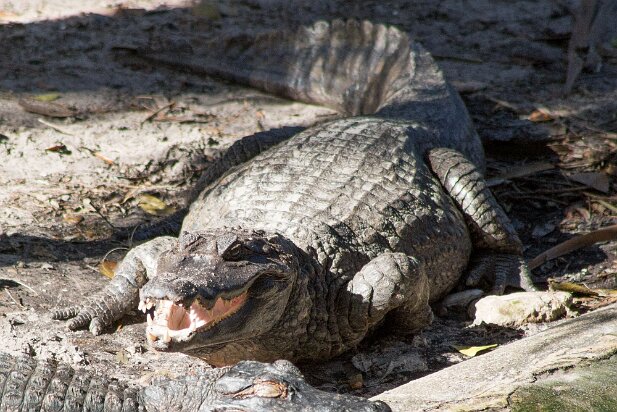 St Augustine, 2013 Alligator farm