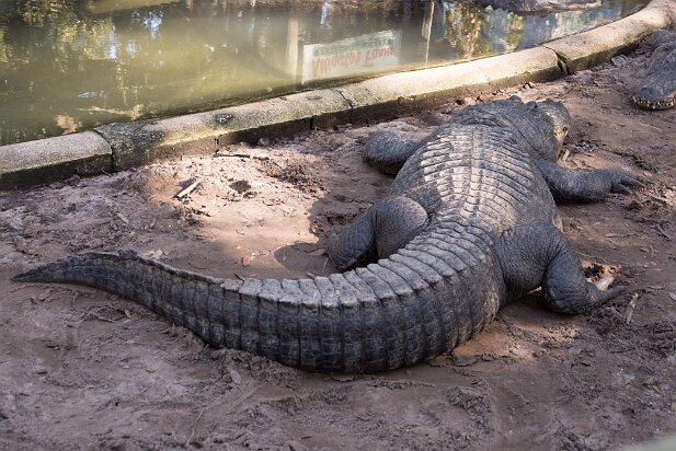 St Augustine, 2013 Alligator farm
