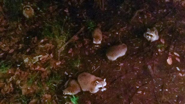 St Augustine 2014-11 Racoons