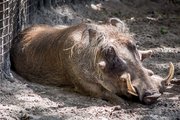 St Augustine 2016-08