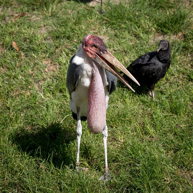 St Augustine 2016-08