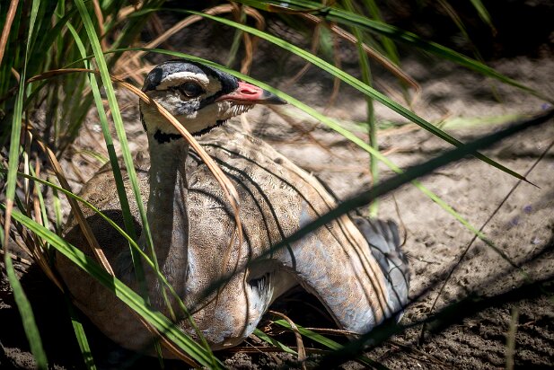 St Augustine 2016-08