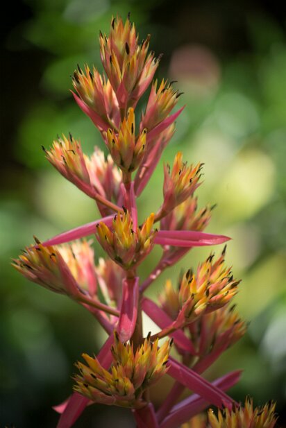 St Augustine 2016-08